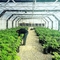 Sebze Bahçesi İçin% 60 Açık Patio Plastik Ağrı Gölge Ağları